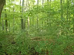 Sous-bois de la forêt.