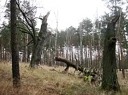 Landkreis Dahme-Spreewald, Brandenburg (Allemagne).