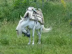Photo de profil d'un cheval blanc se grattant la jambe, il porte sur son dos un bât en bois