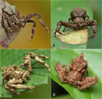 Description de l'image Kryptochroma (10.5852-ejt.2021.778.1565) Figure 2.png.