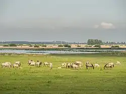 Groupe de chevaux gris dans un paysage de marécages, broutant.