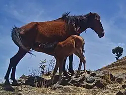 Photo en couleur d'une jument allaitant son poulain