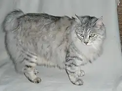 Bobtail des Kouriles.