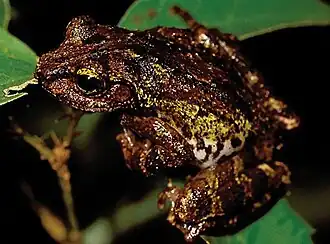 Description de l'image Kurixalus berylliniris holotype male.jpg.