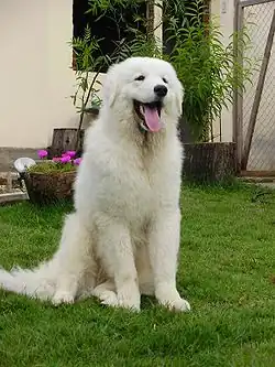 Un kuvasz.