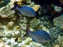 Deux Kyphosus bigibbus