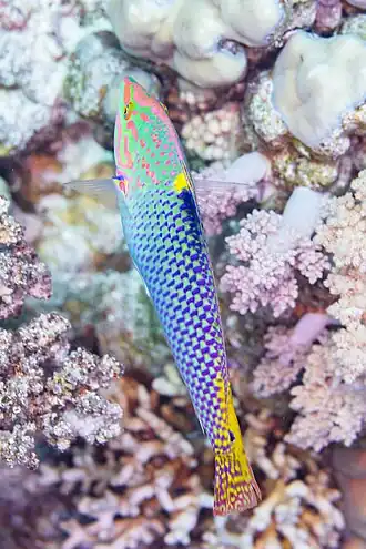 Description de cette image, également commentée ci-après