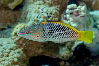 Description de cette image, également commentée ci-après