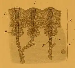 Coupe transversale de la face avant du museau.