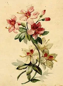Hibiscus rose et blanc, 1880-1930 (dessin à la mine de plomb aquarellé et rehaussé de gouache sur papier ; Inv. musée de la Vie wallonne no&nbsp;MVW-2301386 ; 26,5&nbsp;×&nbsp;30&nbsp;cm), Liège, musée de la Vie wallonne.