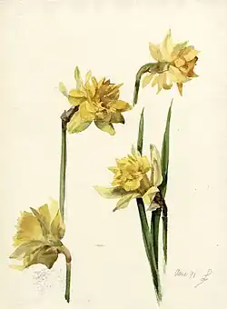 Jonquilles, avril 1891 (aquarelle sur papier en couleurs ; Inv. musée de la Vie wallonne no&nbsp;MVW-2299444 ; 34,5&nbsp;×&nbsp;25,5&nbsp;cm), Liège, musée de la Vie wallonne.