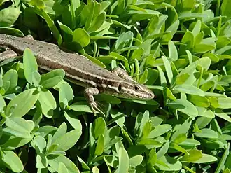 Lézard femelle (Podarcis muralis) sur un buis près de Grenoble.