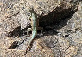 Description de l'image Lézard Madagascar 02.jpg.