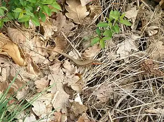 En sous-bois aussi s'il est bien ensoleillé (près de Ribeauvillé, Haut-Rhin, 25 avril 2010).