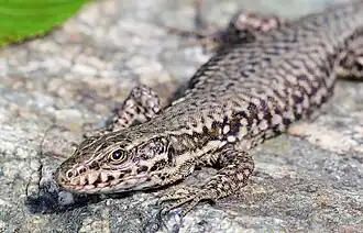 Lézard des murailles (Podarcis muralis), 17 août 2020.