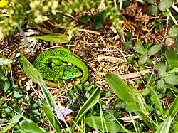 Lézard vert occidental.