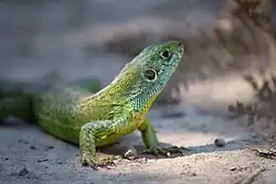 Lézard vert (Lacerta bilineata)