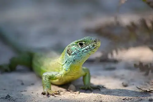 Lézard vert observé dans le marais d'Orx.