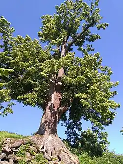 Tilleul remarquable à Veľký Poříčí.