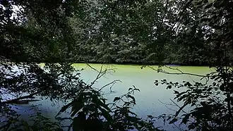 L'étang du parc du château.