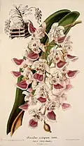 Aerides crispumCharles Antoine Lemaire1857.