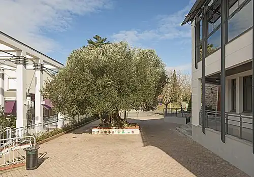 Olivier millénaire.