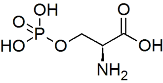 O-Phospho-L-sérine