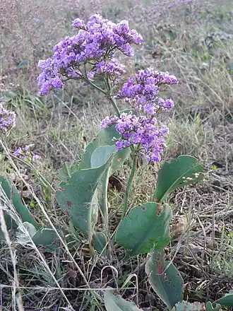 Description de l'image L. gmelinii (Willd.) O. Kuntze ( К. Гмеліна).JPG.