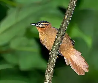 Anabate à tête noire (Philydor atricapillus)