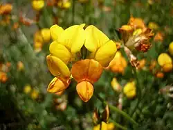 Lotier corniculé (Lotus corniculatus)