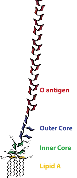 Lipopolysaccharide (LPS)