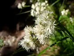 Luzule jaune (Luzula lutea)
