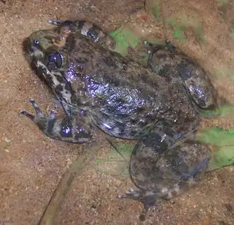 Description de cette image, également commentée ci-après