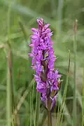 Orchis de Brenne (Dactylorhiza brennensis)