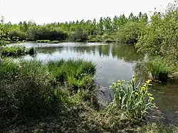 Les tourbières de La Chapelle-Grésignac.