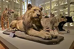 Le lion (Kenya, 1931) entre le tigre de Sumatra et la panthère des neiges, 1er&nbsp;étage.