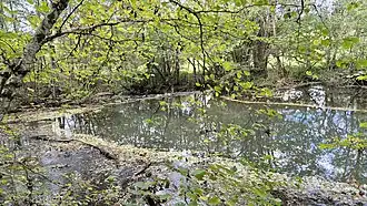 La Vèbre en amont de La Salvetat-sur-Agout