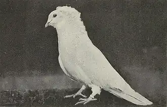 Montauban mâle blanc (photo de 1908).