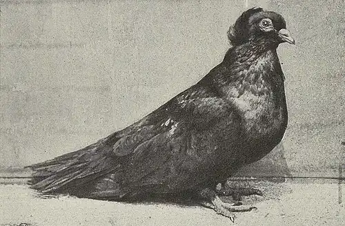 Montauban femelle noire (1909).