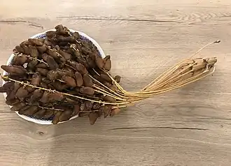 Image illustrative de l’article Deglet nour de Tolga