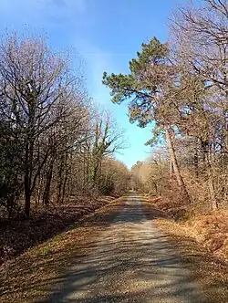 La forêt de Grasla. Sentier du Refuge. 2023.