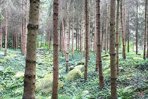La forêt vosgienne, qui rappelait au banquier les paysages de son enfance.
