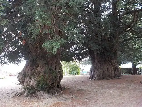 Ifs millénaires de La Lande-Patry.