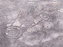 Gravure rupestre, parc national de la Lopé, Gabon