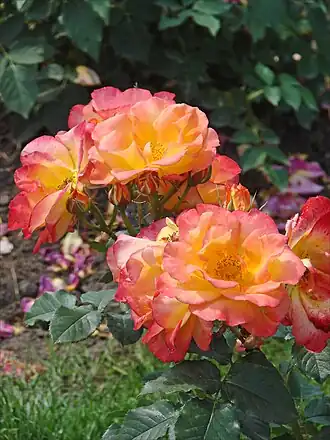 Image illustrative de l’article Bernadette Chirac (rose)