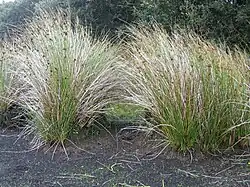 La tourbière du Venec à Brennilis (photo 2)