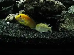 Posture en "T" de reproduction (mâle gauche et femelle droite plus terne)