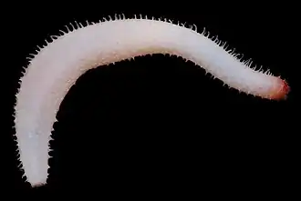 Labidodemas pertinax.