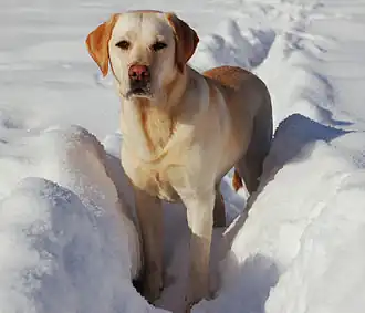 Labrador de couleur sable.