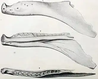 Croquis d'une mandibule d'allosaure fragmenté d'un allosaure.